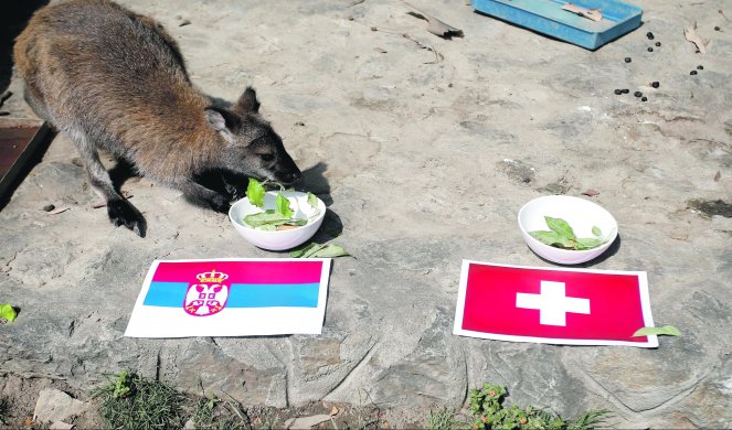 (FOTO) KENGURICA ŽOZI KAŽE REMI! Srpska "proročica" prognozirala ishod utakmice Srbija - Švajcarska!